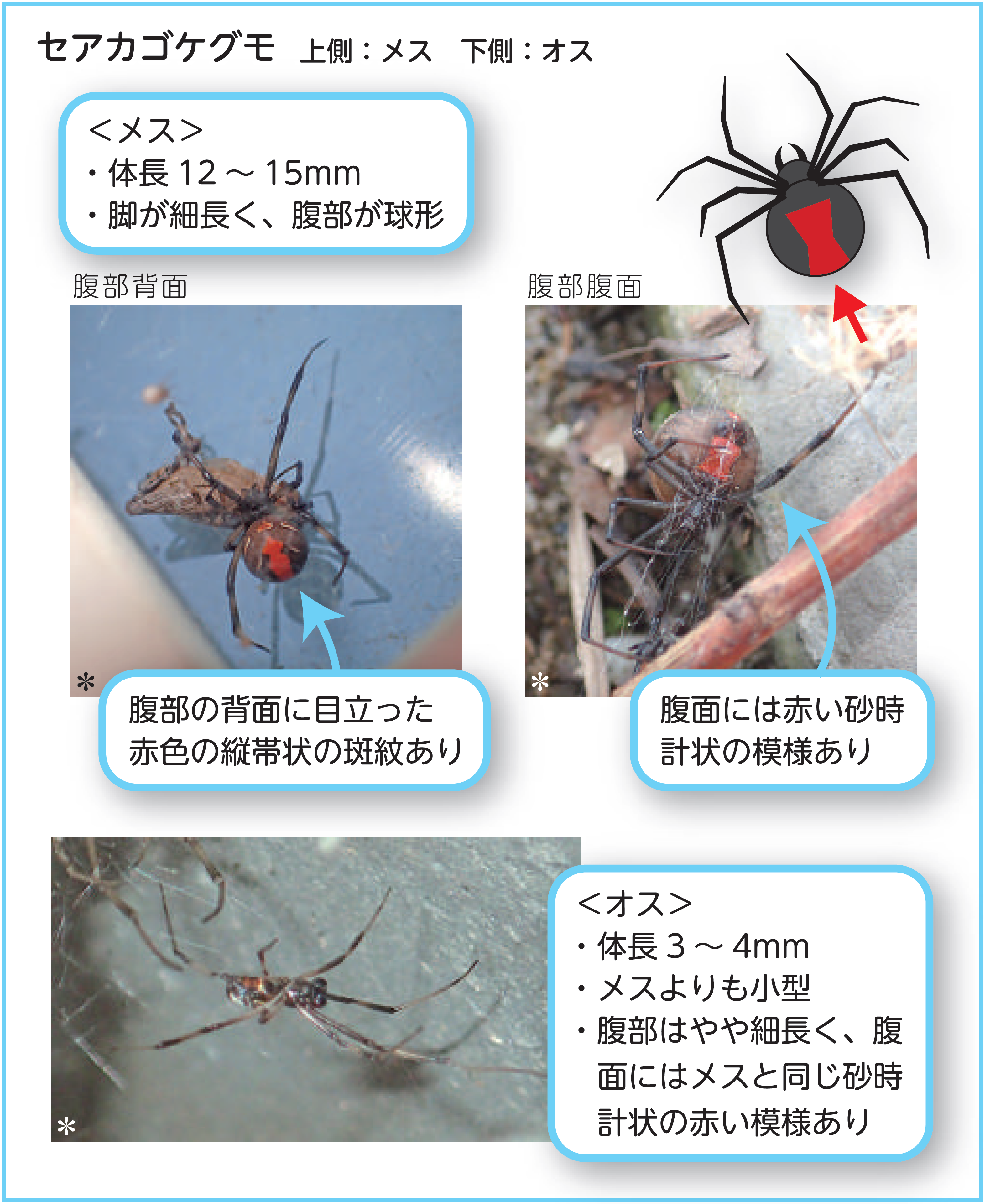 宮田村公式サイト セアカゴケグモを発見したらご注意ください