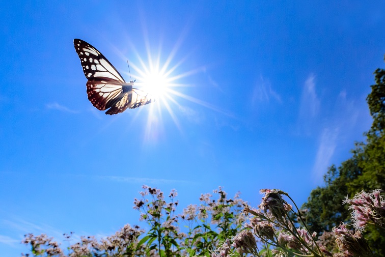 宮田村公式サイト  神秘の蝶「アサギマダラ」飛来情報