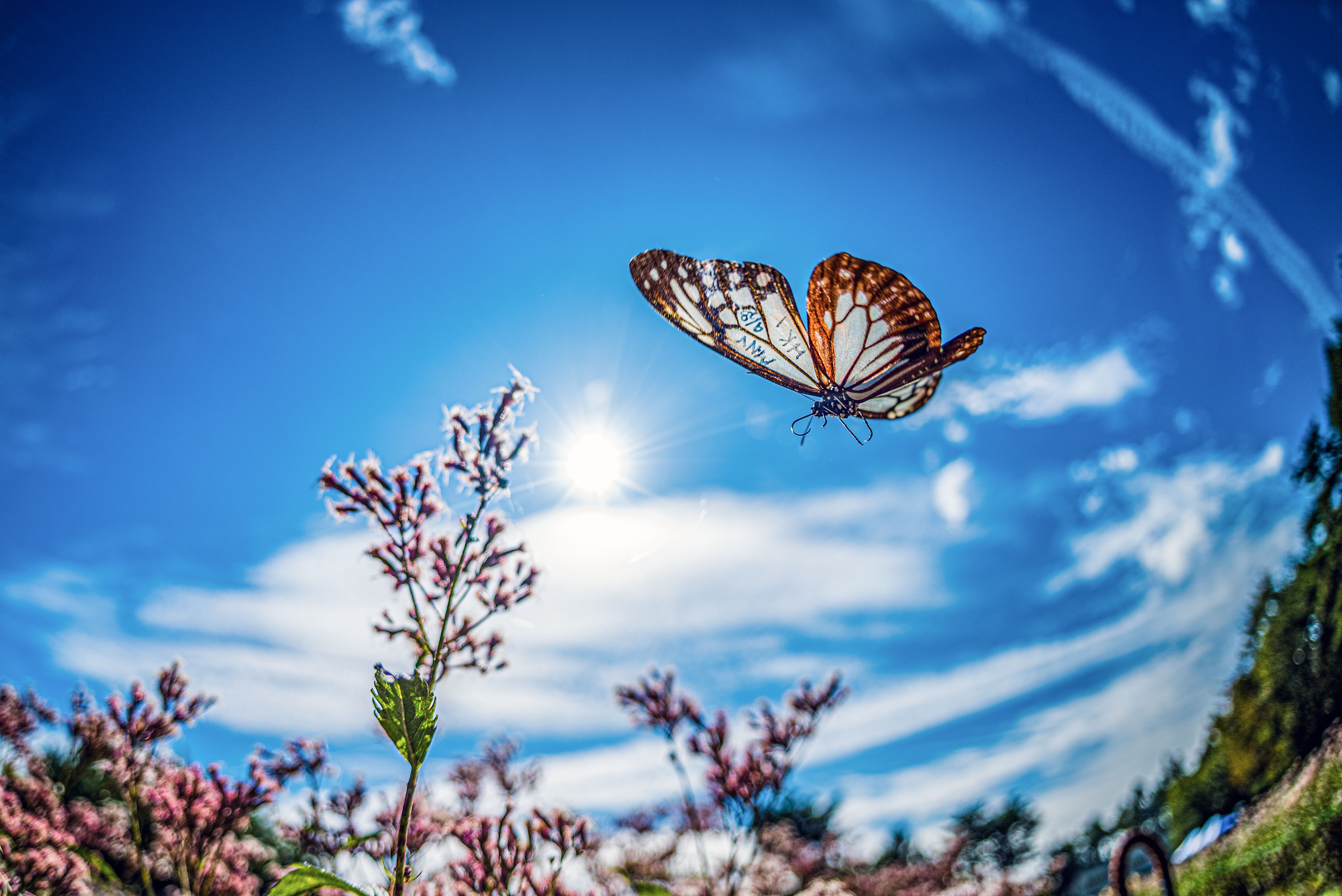2020アサギマダラの里　フォトコンテスト写真募集-トップ画像